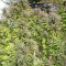 Biddy Early regular (Serious Seeds)
