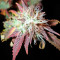 Semillas feminizadas Bubba Kush 2.0 (Humboldt Seeds Organization)
