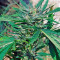 Cheese XXL Autoflowering Seeds
