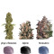 Colour Mix 5 Seeds