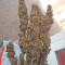 Semi femminizzati di Lemon Kush (Semi femminili)