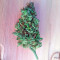 OG Kush Auto feminized seeds