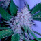 White Berry feminized seeds (VIP Seeds)