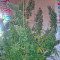 Skunk #11 (Dutch Passion)