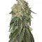 Amherst Sour Diesel (Humboldt Seeds Organization)