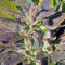 OG Kush feminized seeds (Dinafem Seeds)