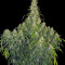 Semi femminizzati CBD-Chronic