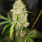 Semi femminizzati Jack Herer (Vision Seeds)