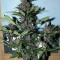 Graines féminisées de LSD-25 Auto (Fast Buds)