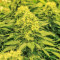 Graines de cannabis La Blanca Gold (Vision Seeds)