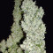 Monster (Eva Seeds)