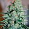 Original White Widow IBL (Paradise Seeds)
