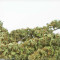 Sour Diesel Autoflowering Seeds
