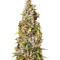 Monster (Eva Seeds)