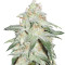 Pickled Diesel Auto feminized seeds