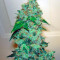Semillas feminizadas de Bubba Kush (GHS)