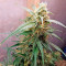 Graines de cannabis Auto Chocolate Skunk (00 Seeds)