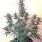 Auto Mazar (Dutch Passion)