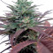 Brainstorm strain
