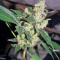 Diesel Seeds (Dinafem Seeds)