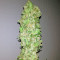 Graines de cannabis Magic Bud (Paradise Seeds)