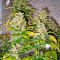 White Rhino feminized seeds (Nirvana Seeds)