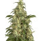 Skunk #11 (Dutch Passion)