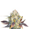 White Berry (Paradise Seeds)