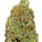 Wipeout Express Auto feminized seeds