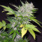 Sugar Gom Auto Seeds