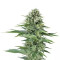 Graines de cannabis Power Flower (RQS)