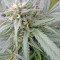 Biddy Early feminized seeds