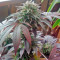 Durga Mata (Paradise Seeds)