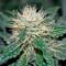 Hashberry regular (Mandala Seeds)