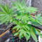 Kannabia Special Max Auto Seeds