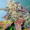 Lucid Bolt feminized seeds
