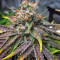 Master Kush Seeds (Nirvana Seeds)
