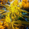 Original Cheese IBL (Paradise Seeds)