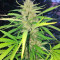 Graines féminisées de Sugar Candy (Delicious Seeds)