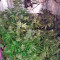 White Widow Automatic feminized seeds