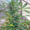 Skunk #11 (Dutch Passion)