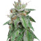 Graines de cannabis Bubba Kush regular (Humboldt Seeds Organization)