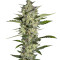Flowerbomb Kush (Strain Hunters)