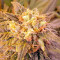 Afghan Kush feminized seeds