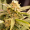 Graines de cannabis Black Dream (Eva Seeds)