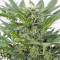 Dinamex Autoflowering (Dinafem Seeds)