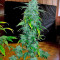Ganesh regular (Mandala Seeds)