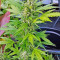 Original Amnesia Autoflowering feminized seeds