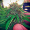 Graines de cannabis Spoetnik #1 (Paradise Seeds)