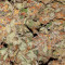 White Widow Auto (Vision Seeds)